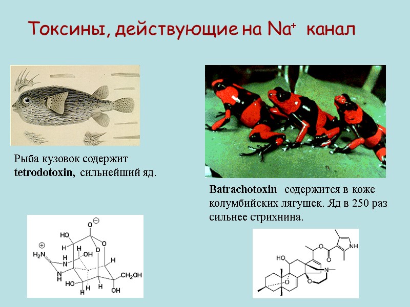Токсины, действующие на Na+  канал Рыба кузовок содержит  tetrodotoxin, сильнейший яд. Batrachotoxin